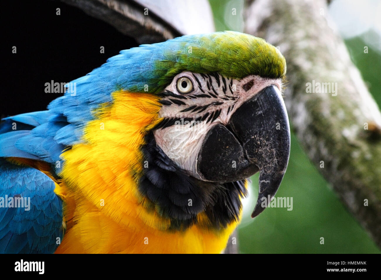Blue and yellow macaw head shot. Scientific name Ara ararauna. Also