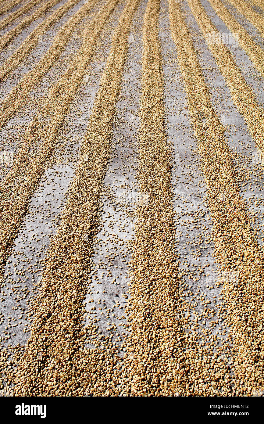 Raw coffee seeds drying in the sun Stock Photo