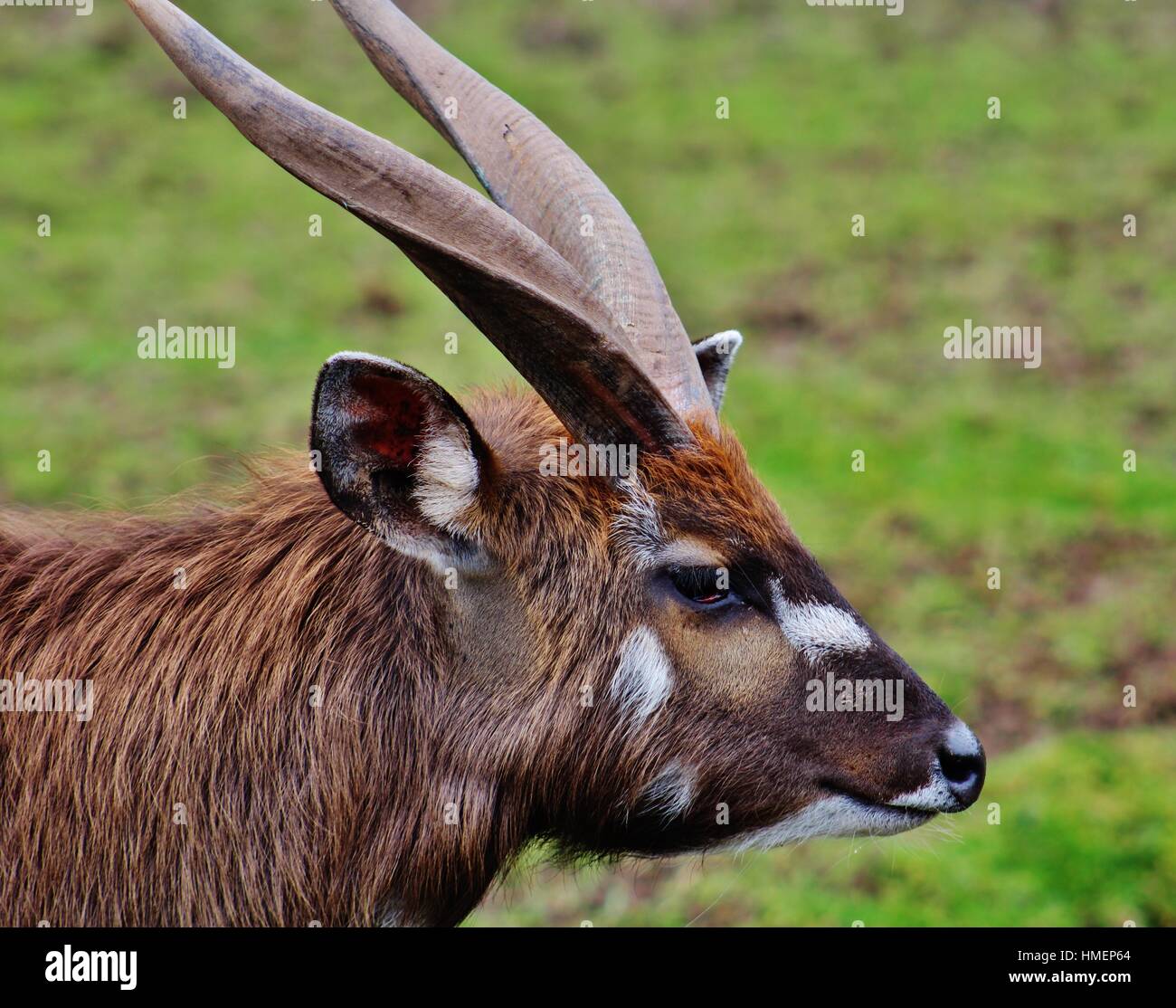 Roan Antelope Stock Photo
