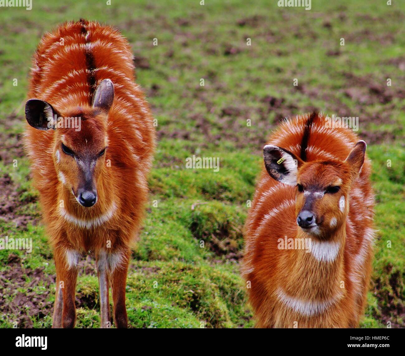 Roan Antelope Stock Photo