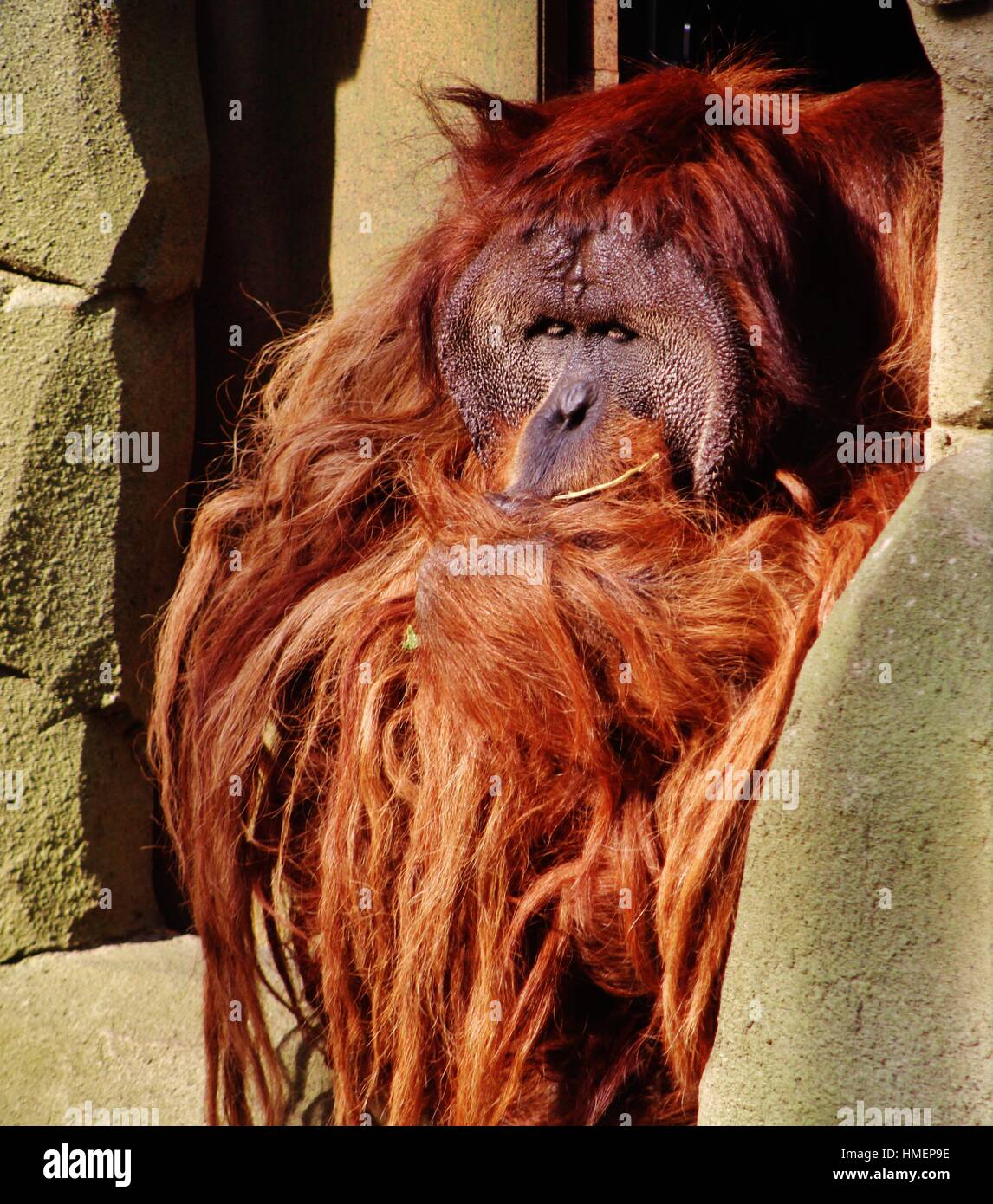 Bornean Orangutan Stock Photo