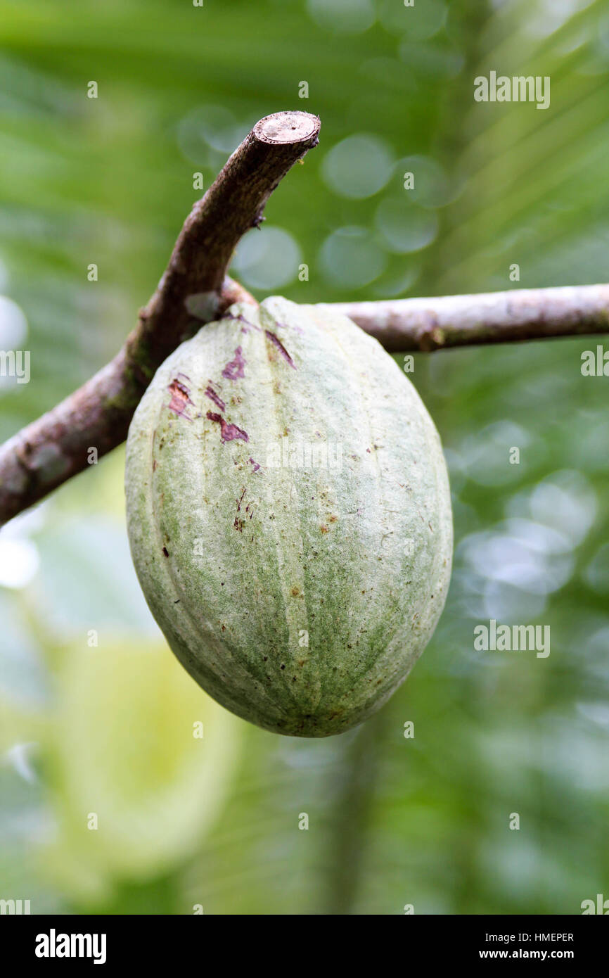 Cacao plant hires stock photography and images Alamy