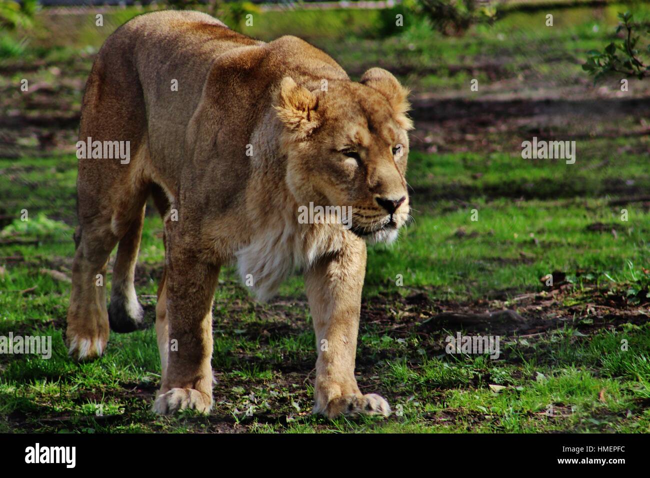 Woman hair lion hi-res stock photography and images - Alamy