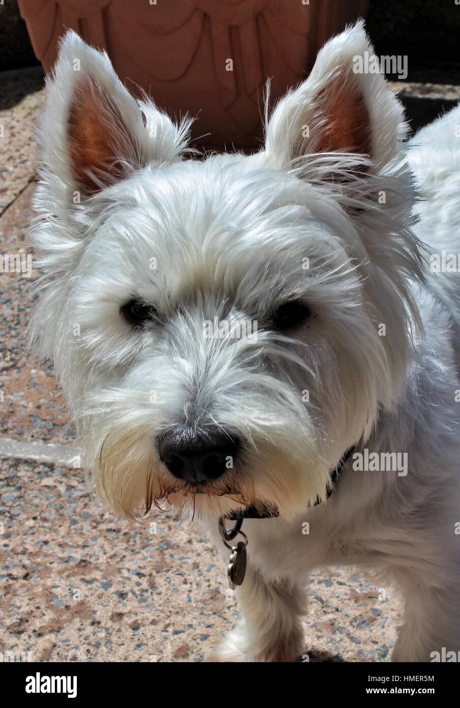 West Highland Terrier Stock Photo