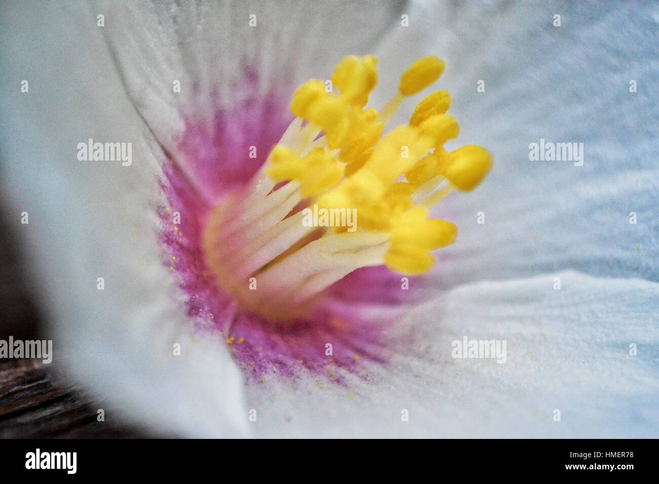 Macro flower Stock Photo