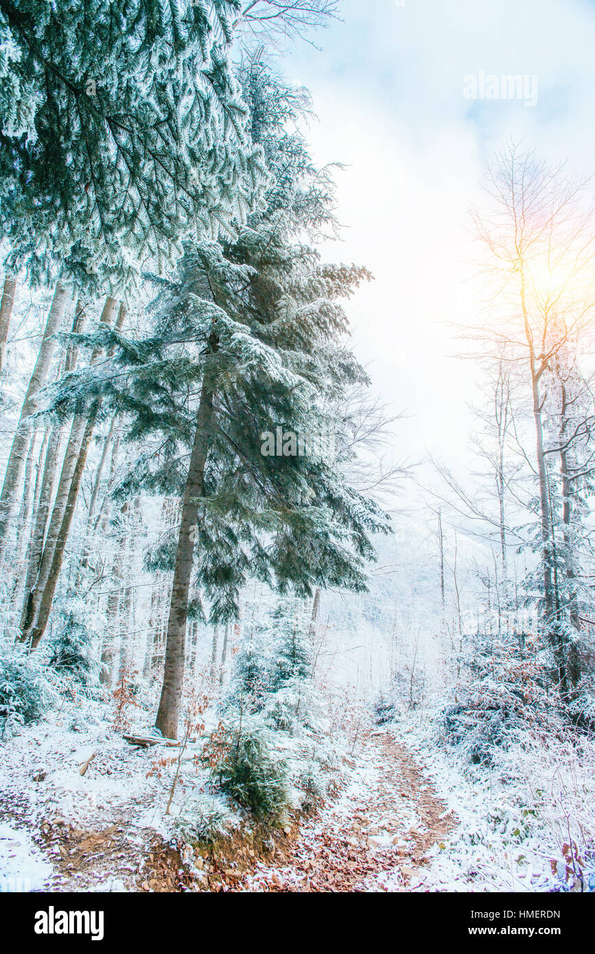 winter landscape trees in frost Stock Photo - Alamy