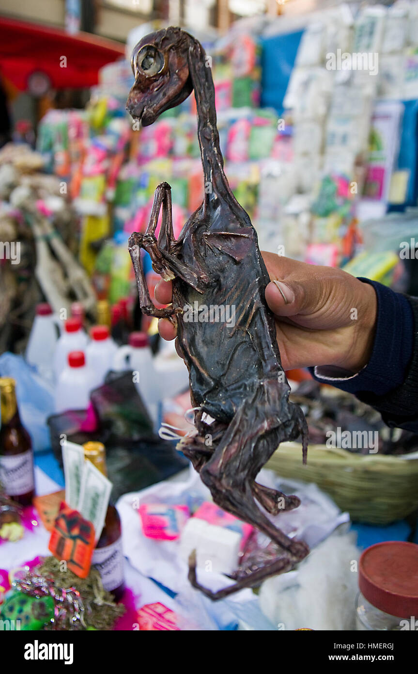 Hand holding a dried llama fetus in the Witches Market in La Paz, for use in sacrifices to the Pachamama, mother earth deity Stock Photo