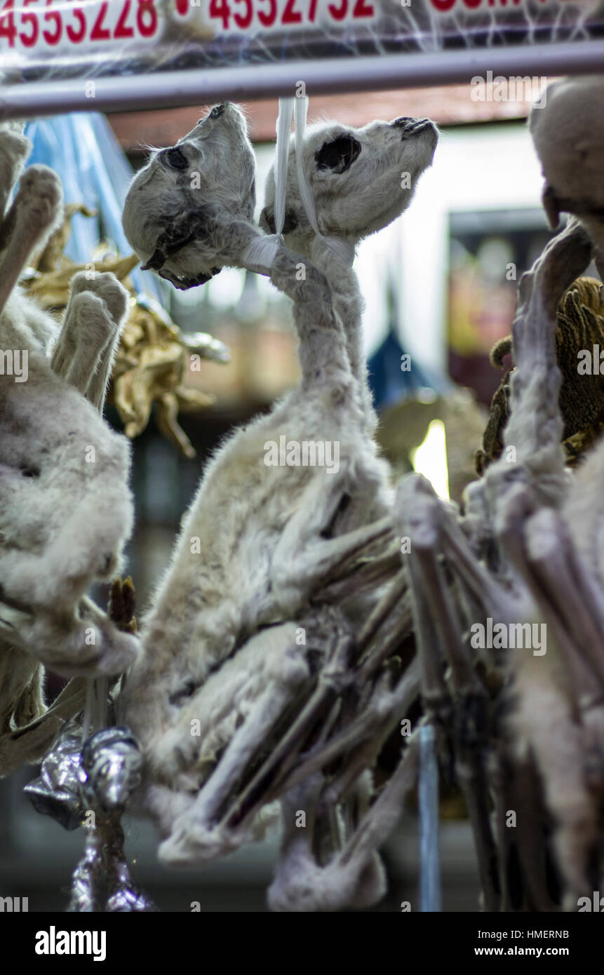Dessicated llama fetuses hanging in La Cancha Market to be used in a mesa, offering to the pachamama, mother earth deity, in Santa Cruz,, Bolivia Stock Photo