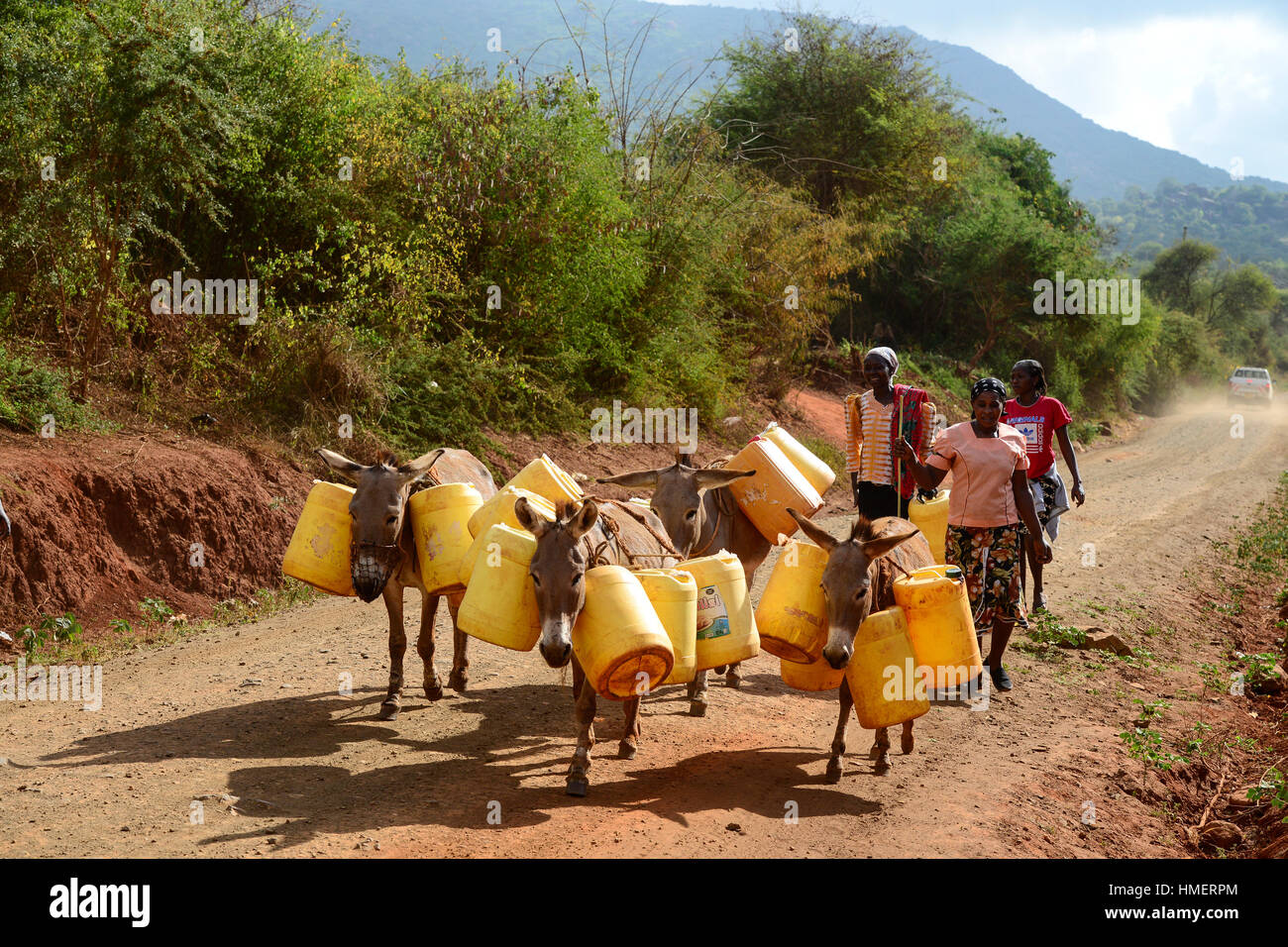 KENIA, Mount Kenya East , extreme drought due to lack of rain has caused massive water problems, villager transport water with donkeys over long distances Stock Photo