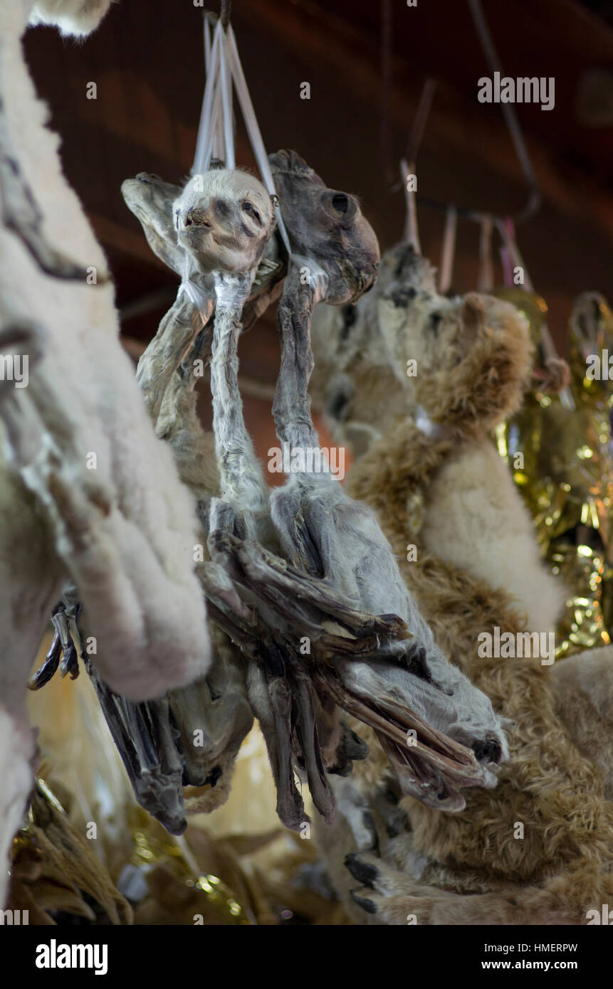 Dried lama fetuses in the Witches Market, La Paz, Bolivia, to be used in offerings to the pachamama, the mother earth deity in the Aymaran cosmovision Stock Photo