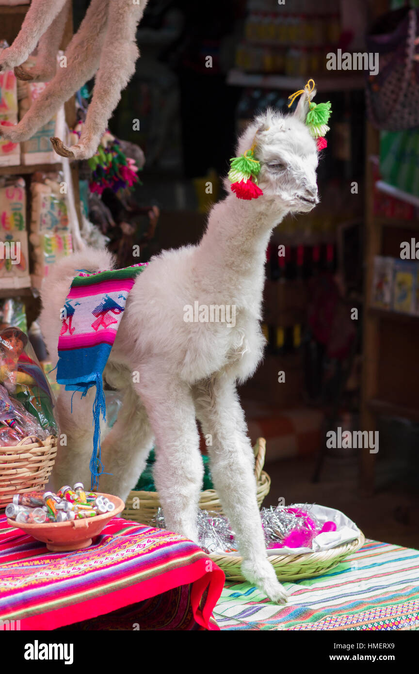 Decorated, festive, dried llama on sale at the Witches Market, Calle de las Brujas, La Paz, Bolivia Stock Photo