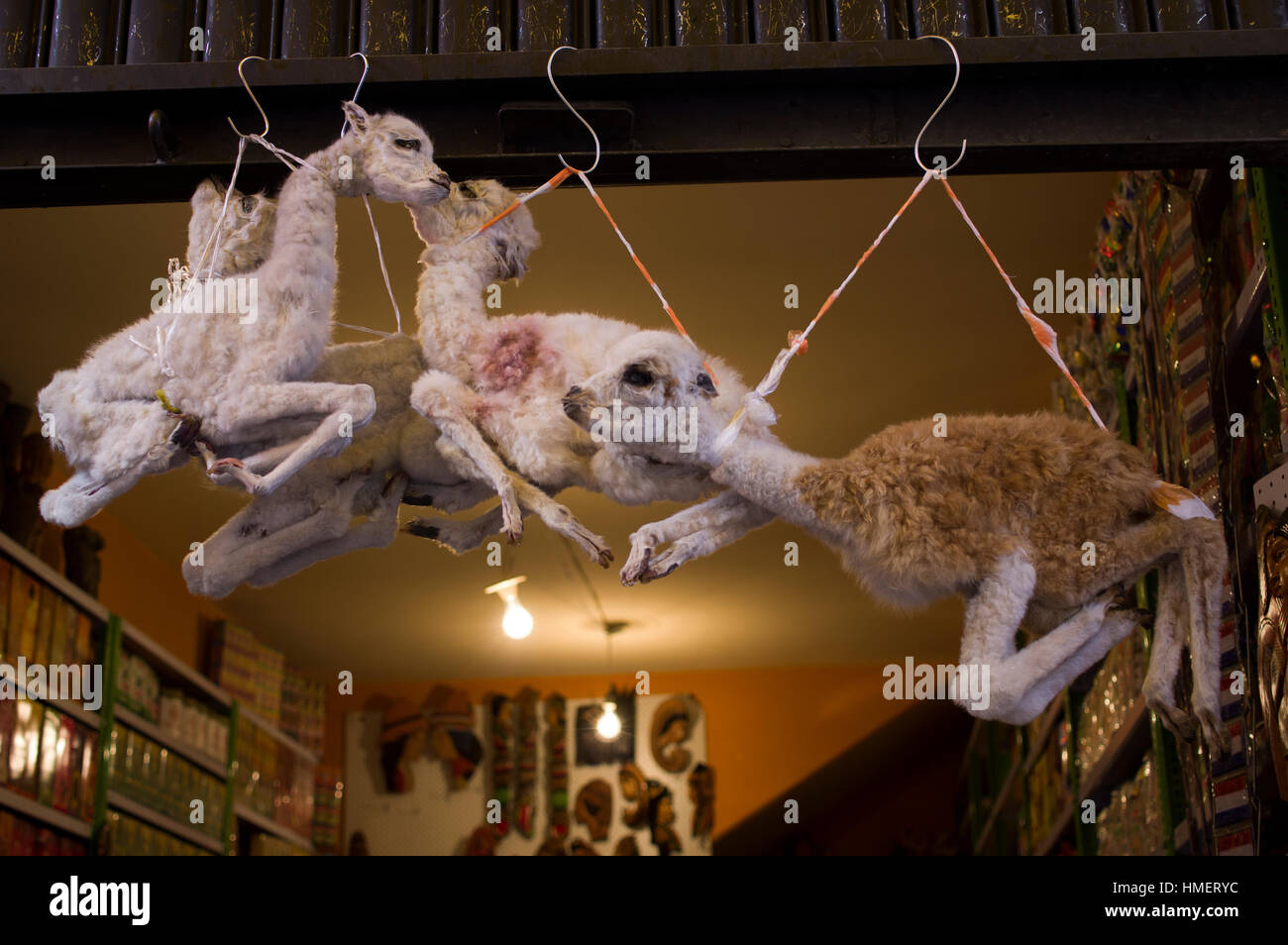 Llamas on display in the Witches Market in La Paz, Bolivia, for use in la mesa, a sacrifice to the pachamama, mother earth deity, especially in August Stock Photo