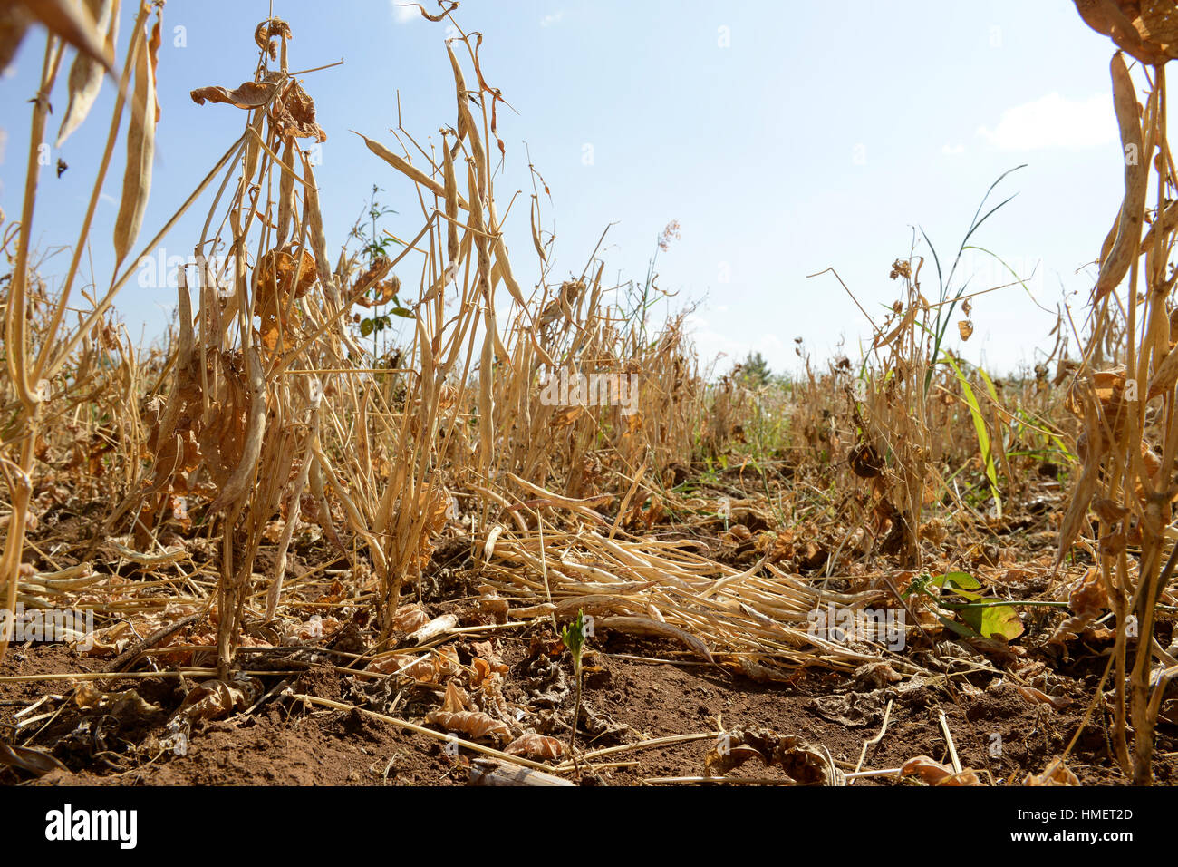 KENIA, Mount Kenya East, Region South Ngariama , extreme drought due to