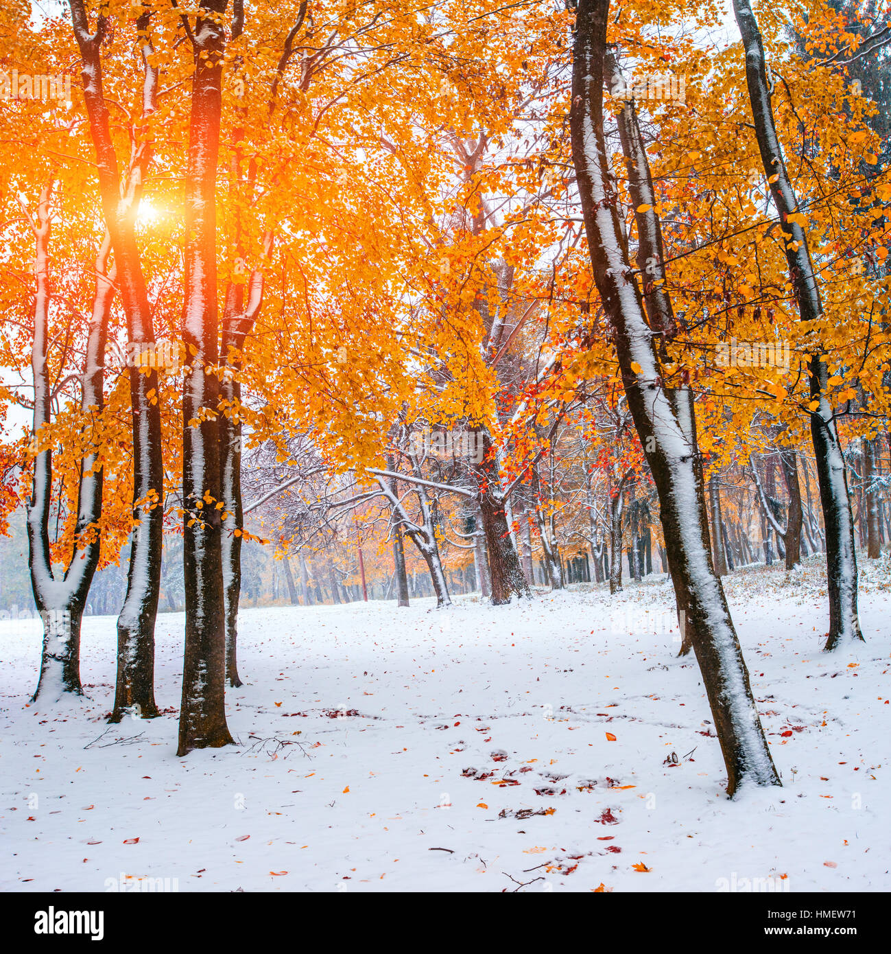 forest with first winter snow Stock Photo - Alamy