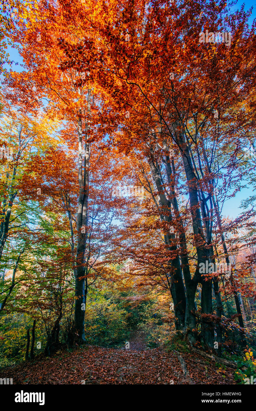 autumn park beautiful yellow tree Stock Photo - Alamy