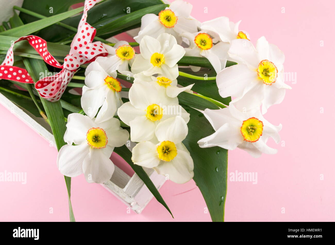 Narcissus flowers bouquet on pink background. Spring time Stock Photo