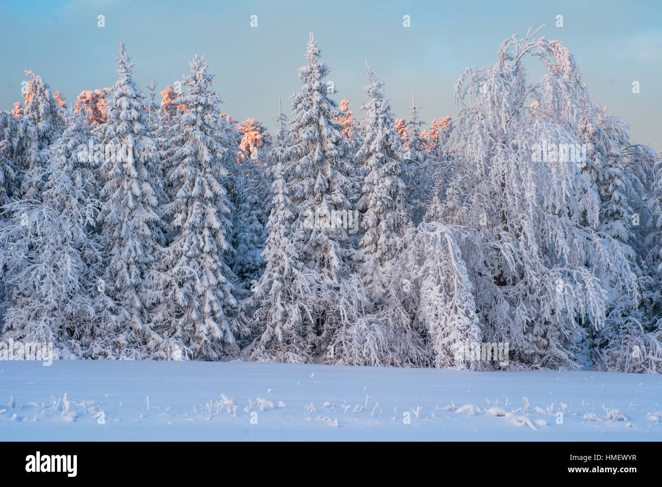 winter landscape trees in snow Stock Photo - Alamy