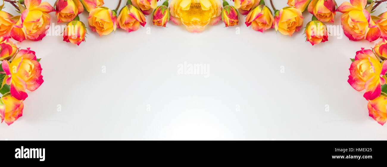 Red and yellow roses wide silver banner Stock Photo