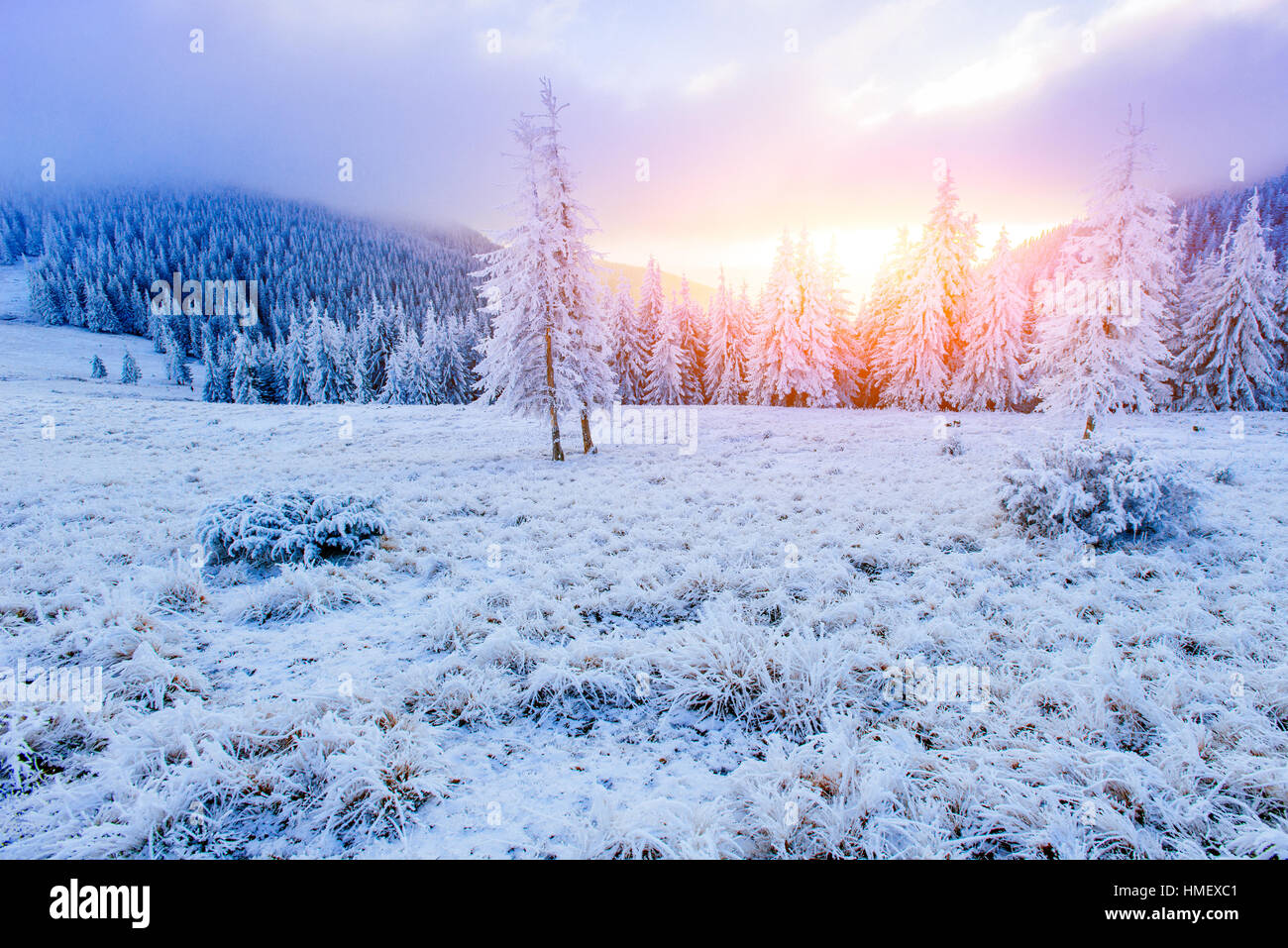 winter landscape trees in frost Stock Photo - Alamy