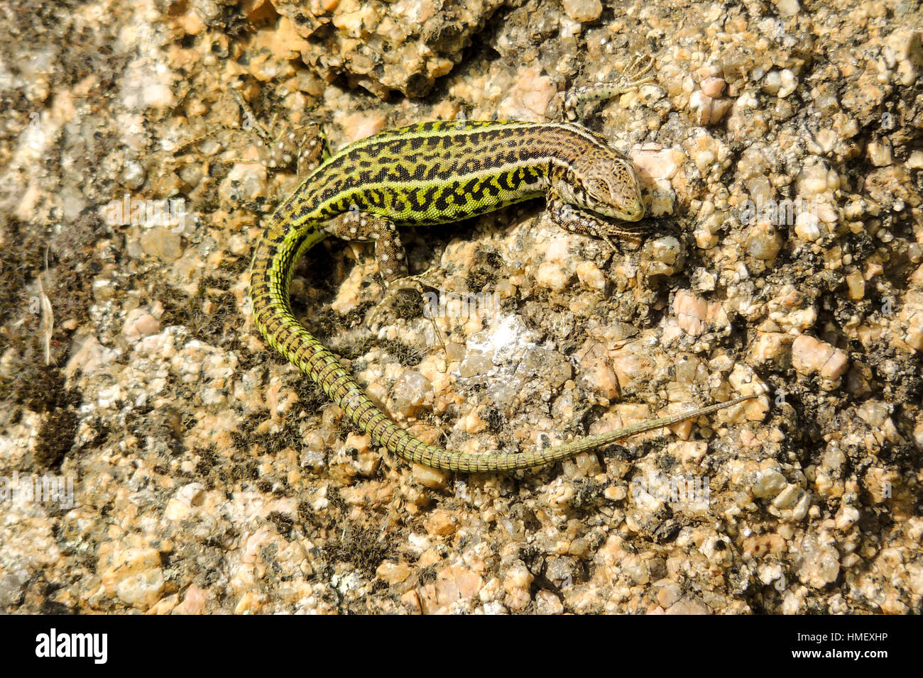 Small Green Italian Wall Lizard Podarcis siculus, basking in sunshine on rock in Sardinia Stock Photo