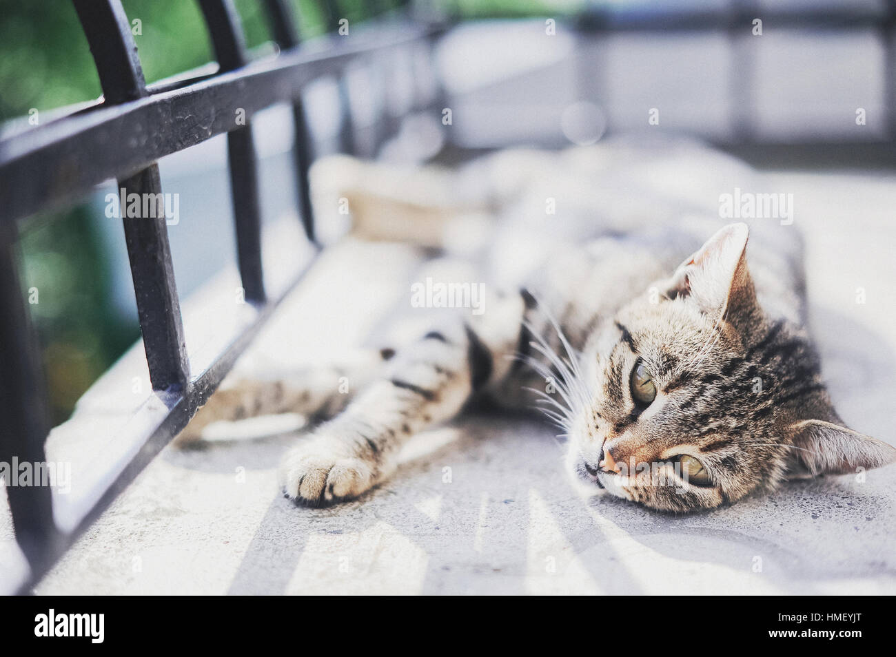 gray cat lying on the balcony Stock Photo - Alamy