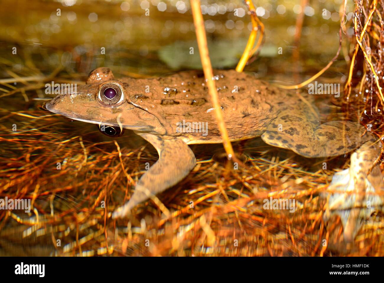 Chinese edible frog (Hoplobatrachus rugulosus) in a pond of Bangkok, Thailand. Stock Photo