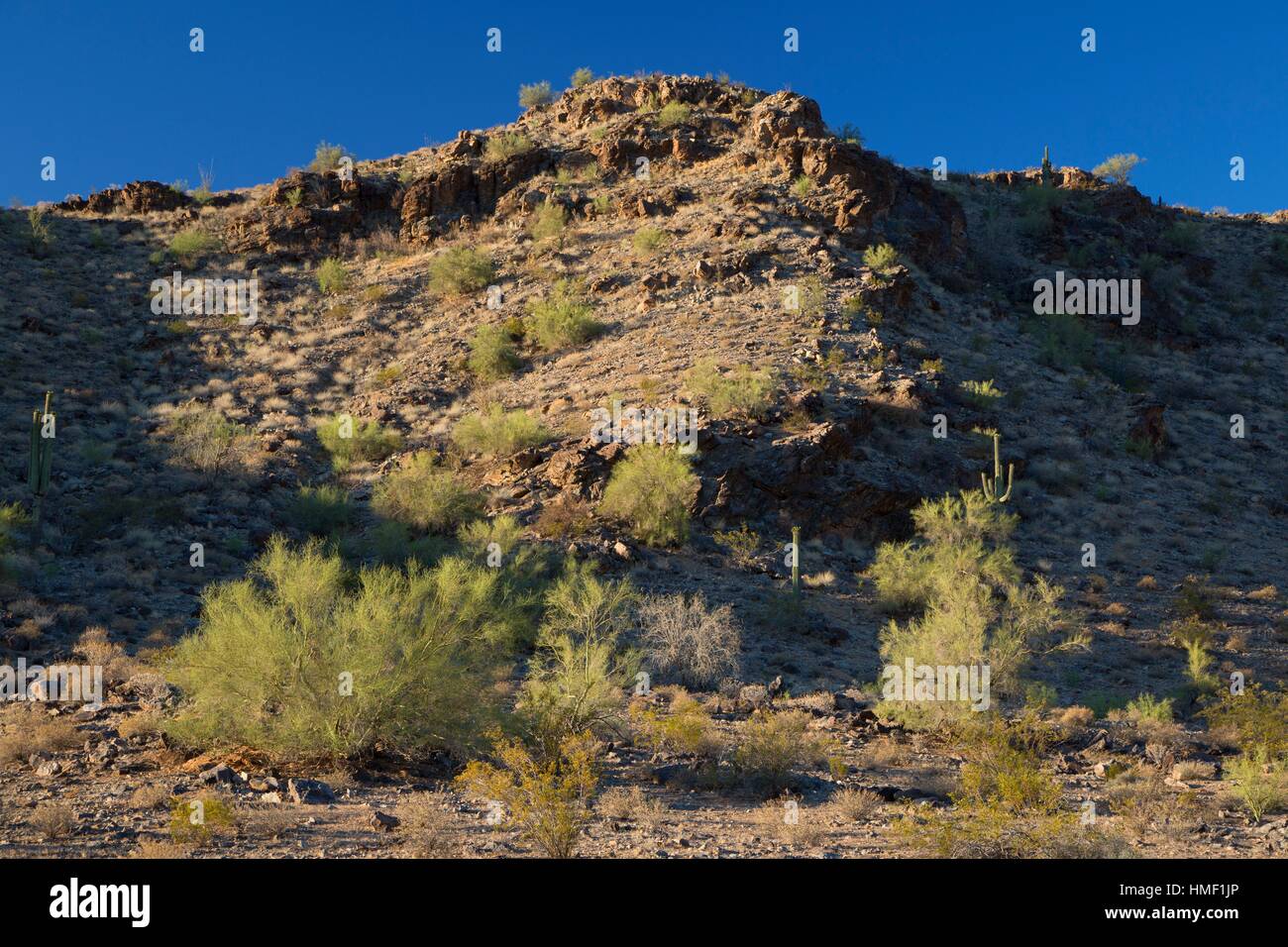 Desert along Dirt Road Trail, South Mountain Park, Phoenix, Arizona Stock Photo Alamy