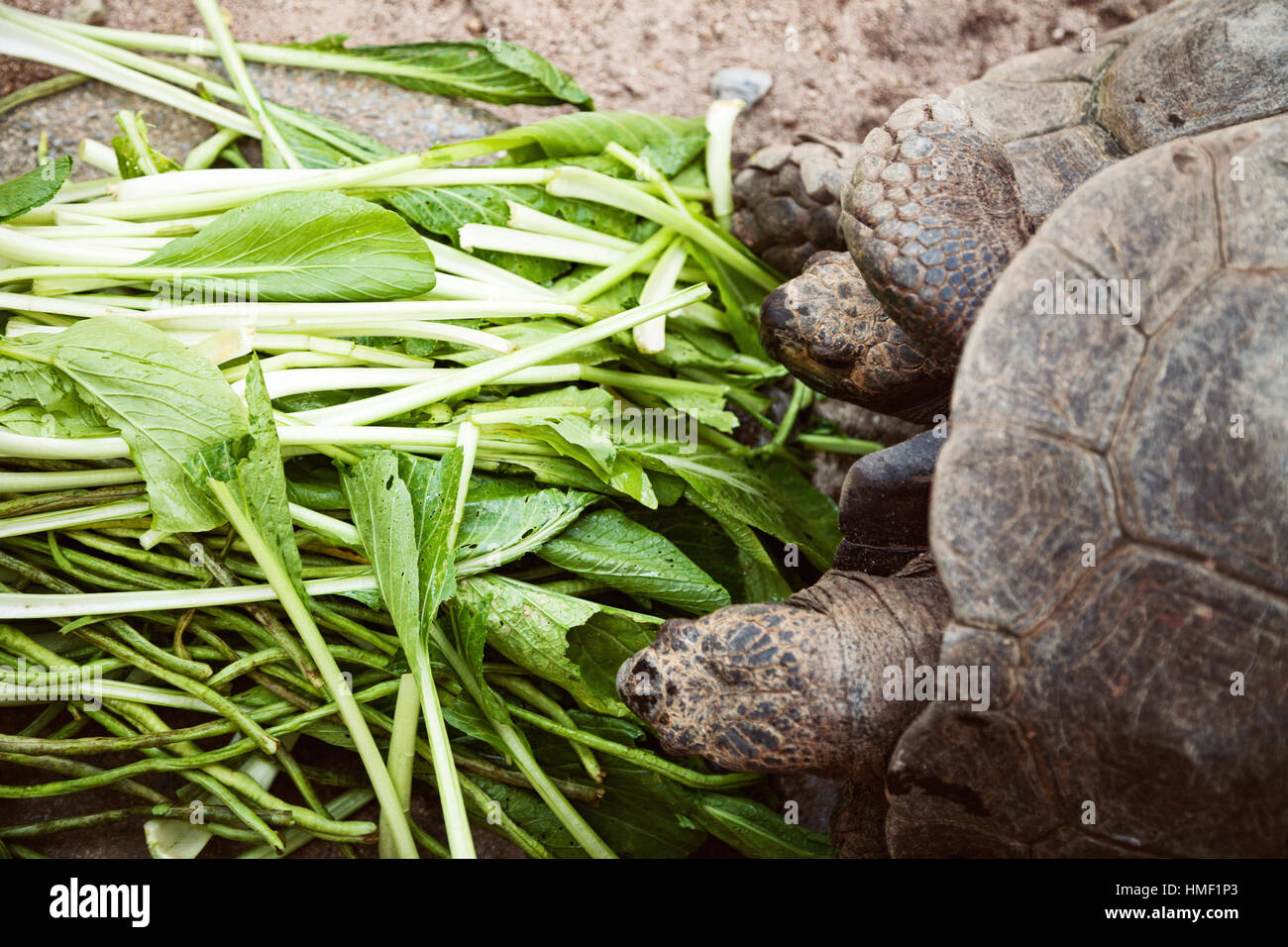small green tortoise