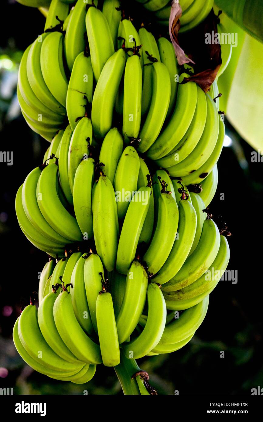 Clusters of green (unripe) bananas growing on a banana tree (plant) in