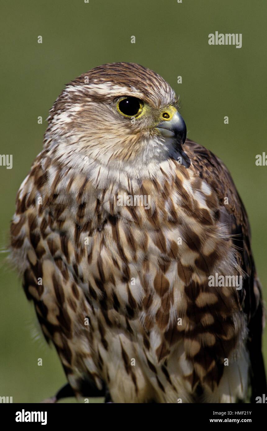Merlin (Falco columbarius), Rehab specimen, Coaldale Bird of Prey Center, Coaldale, AB, Canada. Stock Photo