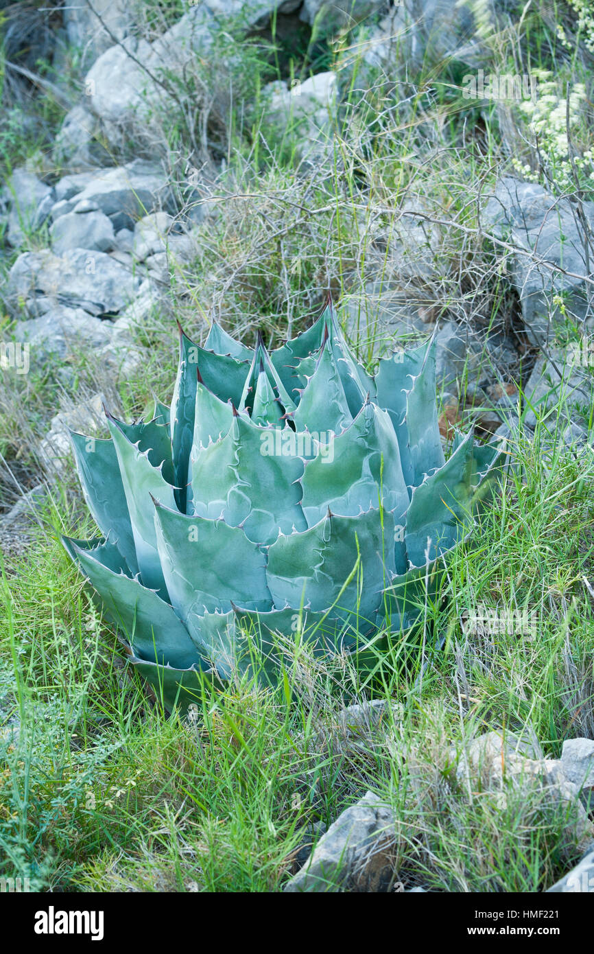 France, Sentiers botaniques de Foncaude, a garden in the garrigue, Agave parasana (= Agave wislizeni ssp. parrasana). Stock Photo