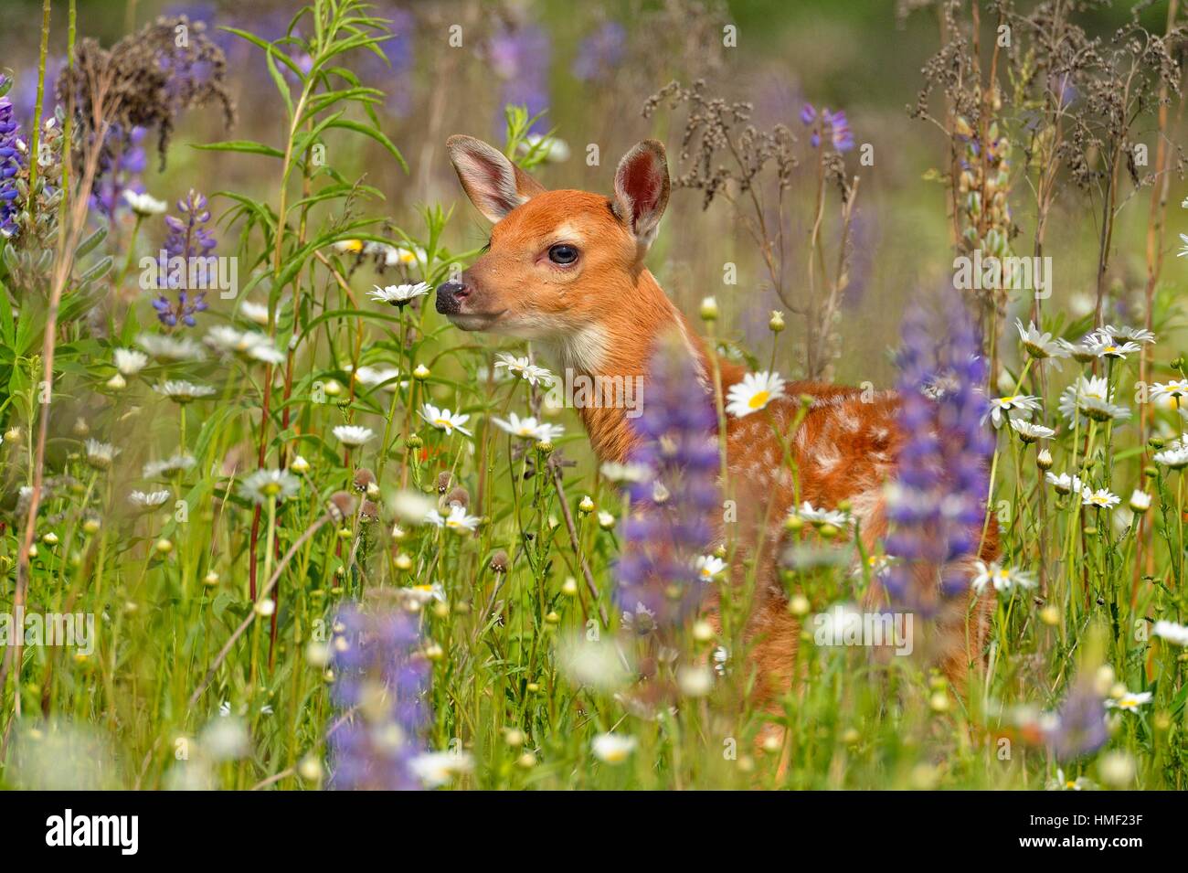 Whitetailed deer (Odocoileus virginianus) Fawn, captive raised, Minnesota wildlife Connection