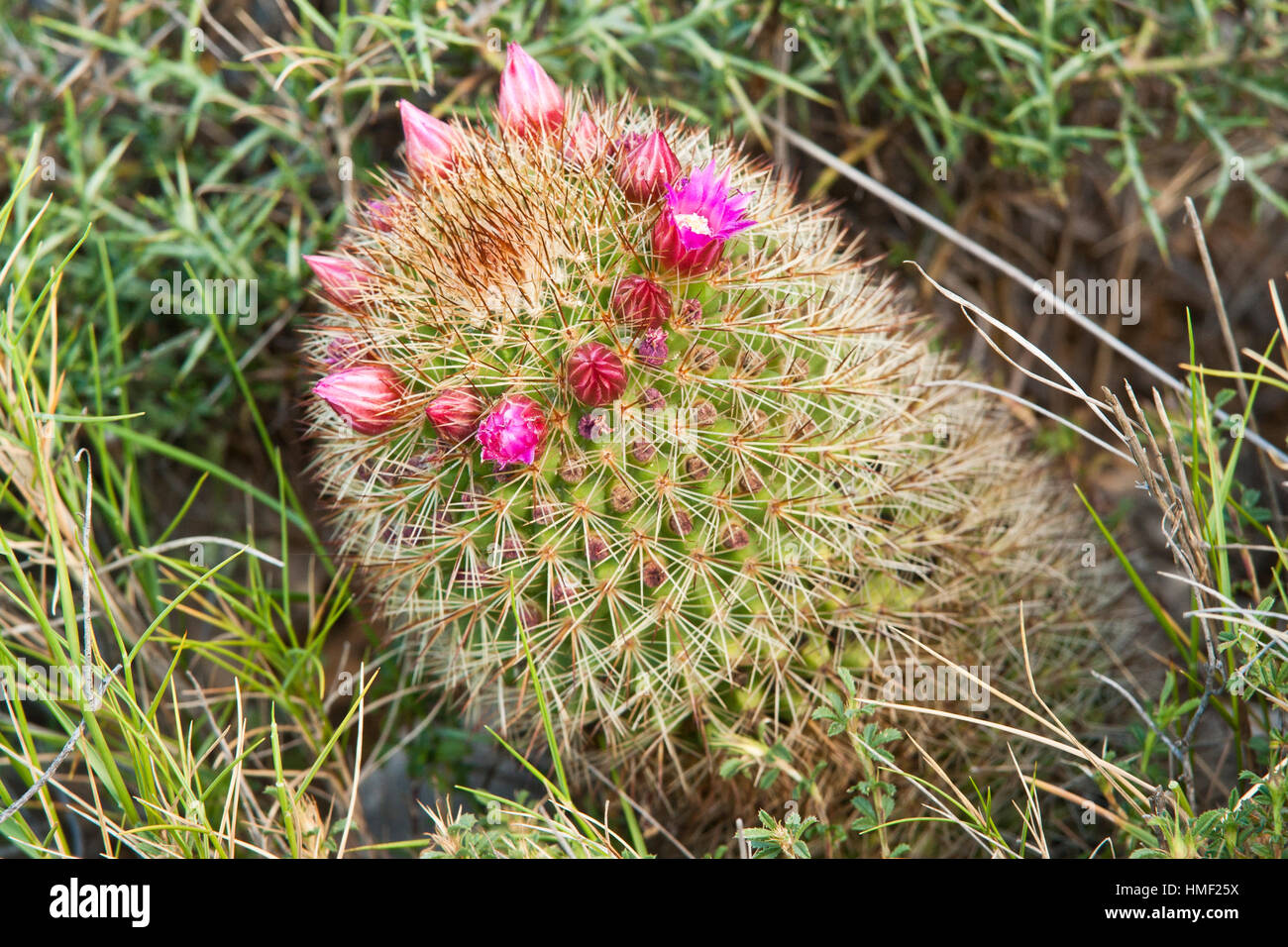 Les sentiers botaniques de Foncaude : Mammillaria sp. Stock Photo