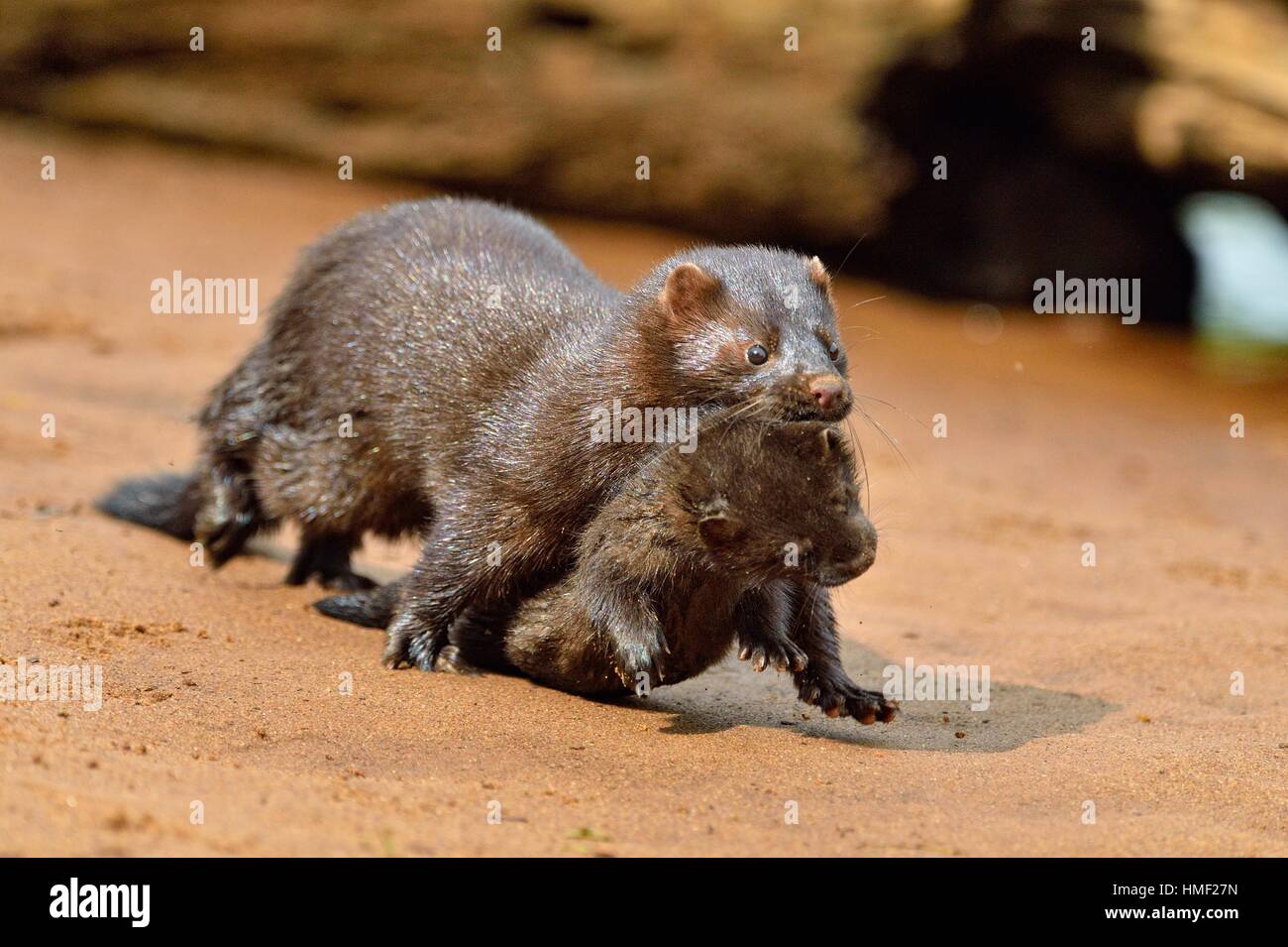Mink (Mustela vison) Mother and pups, captive, Minnesota wildlife Connection, Sandstone