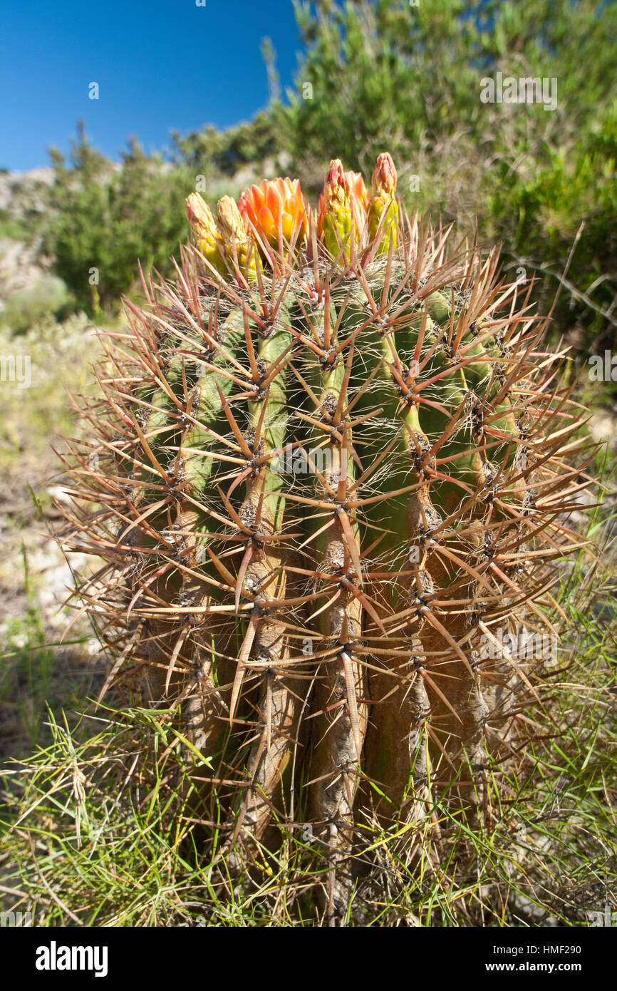Fleur de cactus hi-res stock photography and images - Alamy