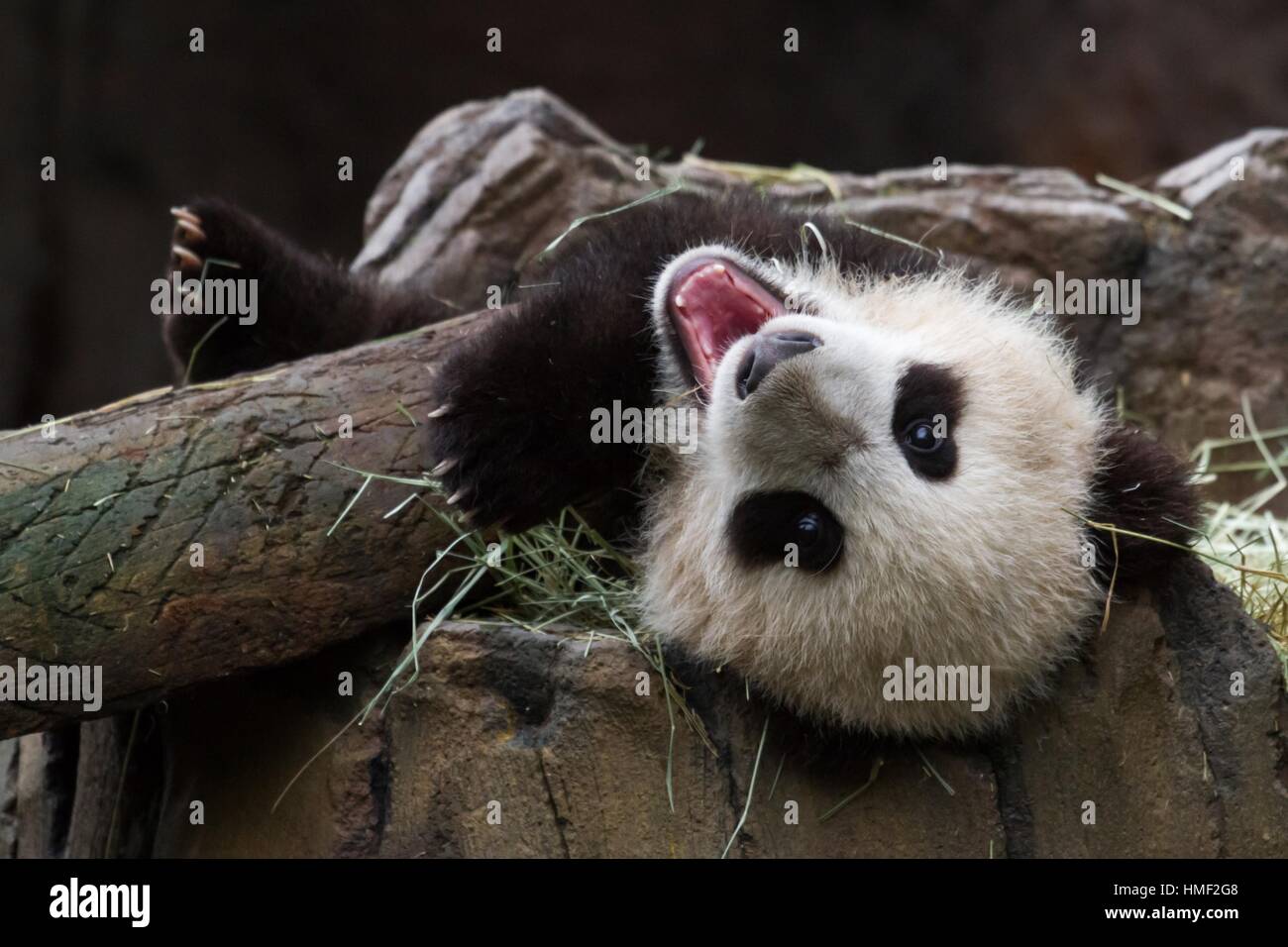 Panda cub tree hi-res stock photography and images - Alamy
