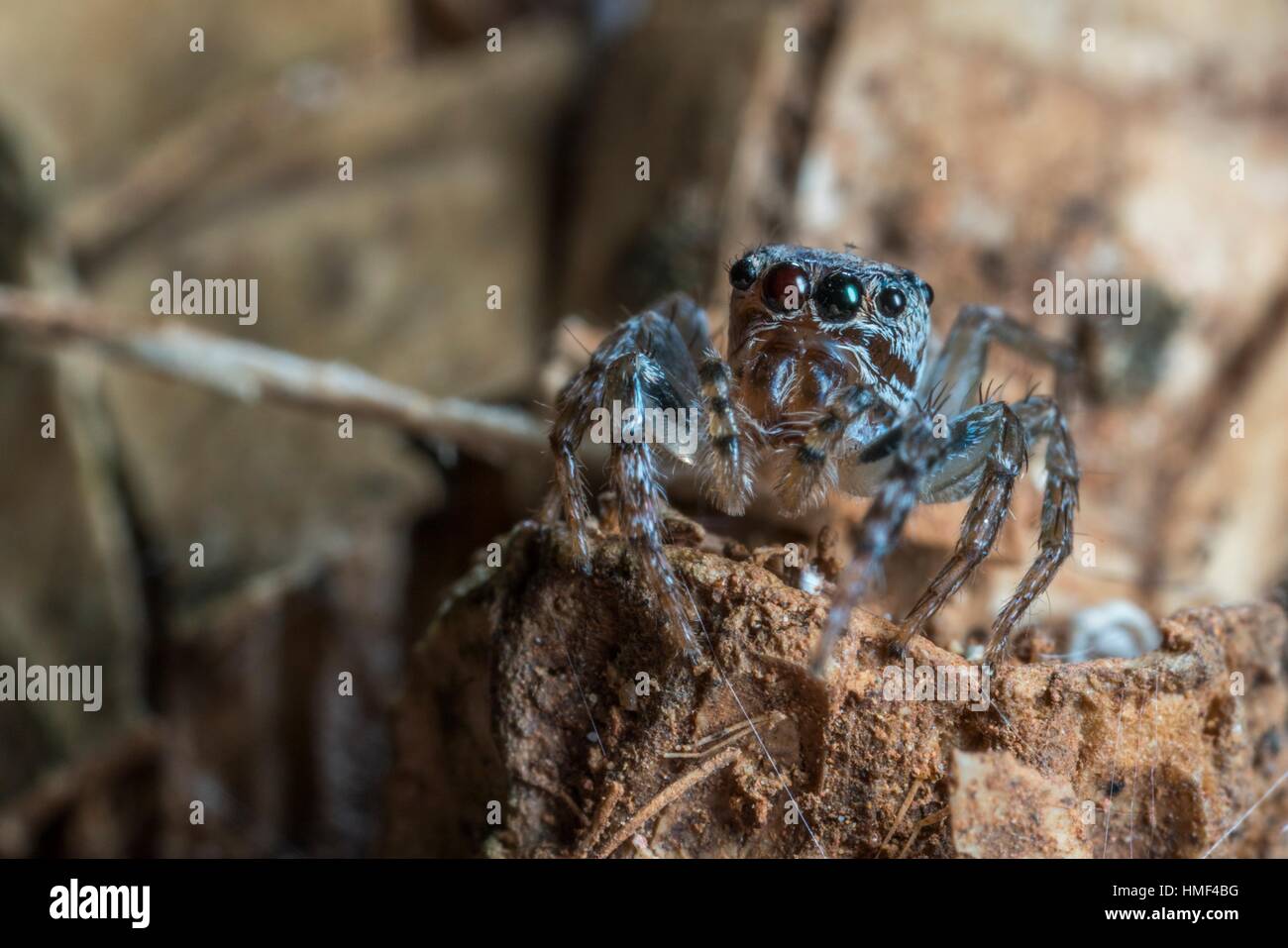 Jumping Spider. Image taken at Stutong Forest Reserve Park, Kuching