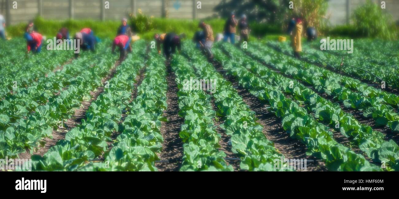 Vegetable farming. Rows and rows of fresh veggies. Philippi a farming