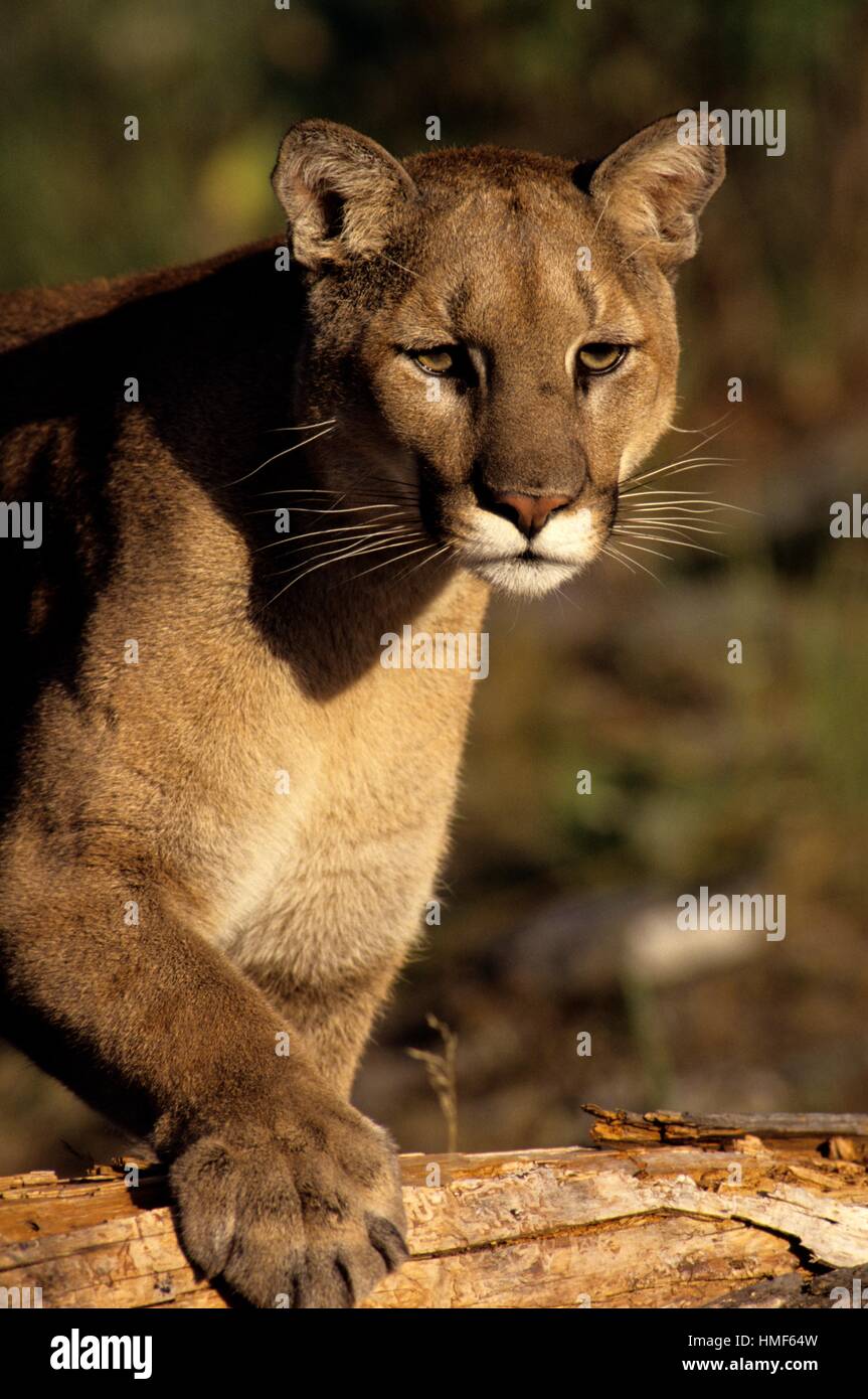 Cougar (Puma concolor)- captive specimen, Columbia Falls, Montana, USA. Stock Photo
