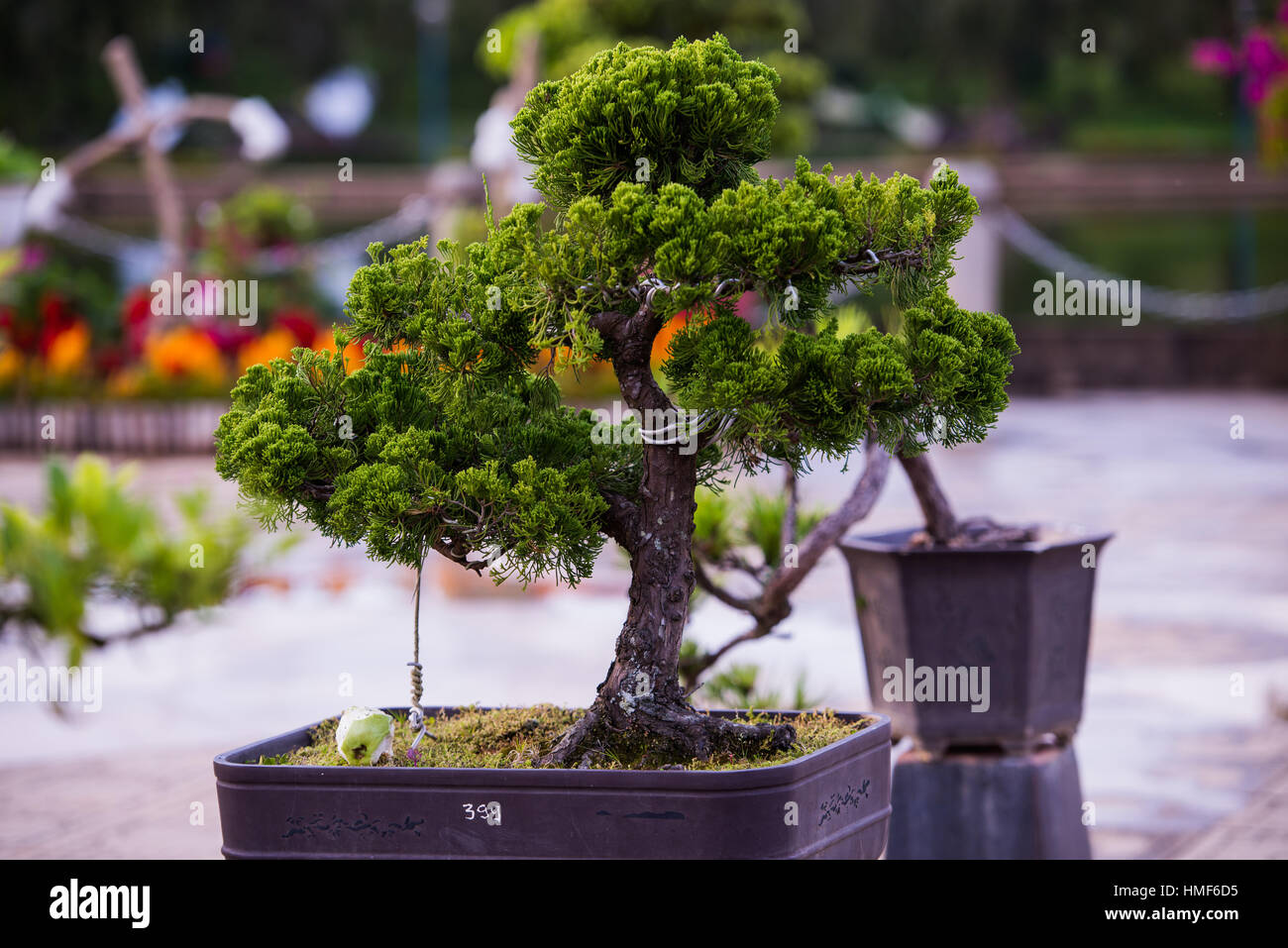 Flowers on bonsai tree hi-res stock photography and images - Alamy