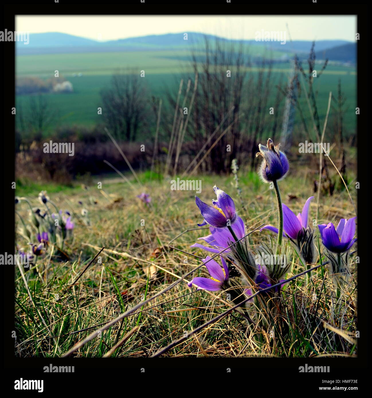 Wild purple flowers Stock Photo - Alamy
