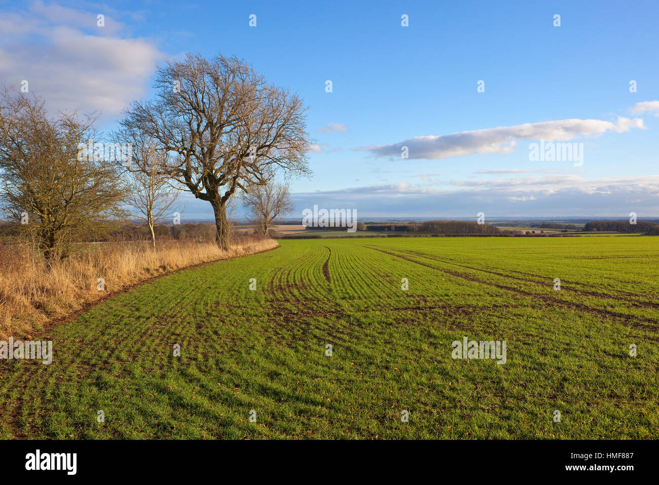 Curving lines and patterns in a young green cereal crop with trees and dry grasses under a blue cloudy sky in winter. Stock Photo