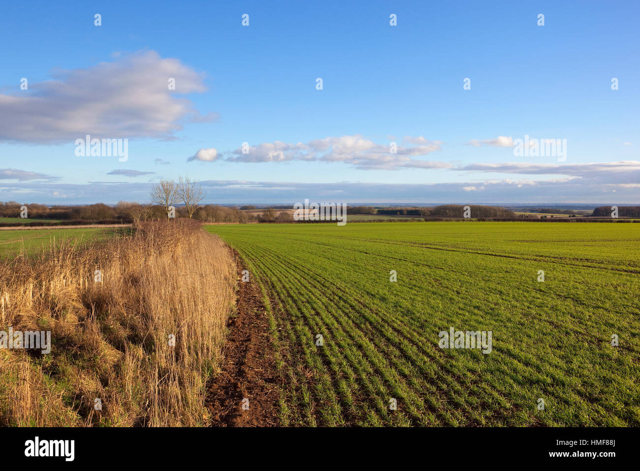 Young cereal plants with dry grasses and trees in a Yorkshire wolds landscape under a blue cloudy sky in winter Stock Photo