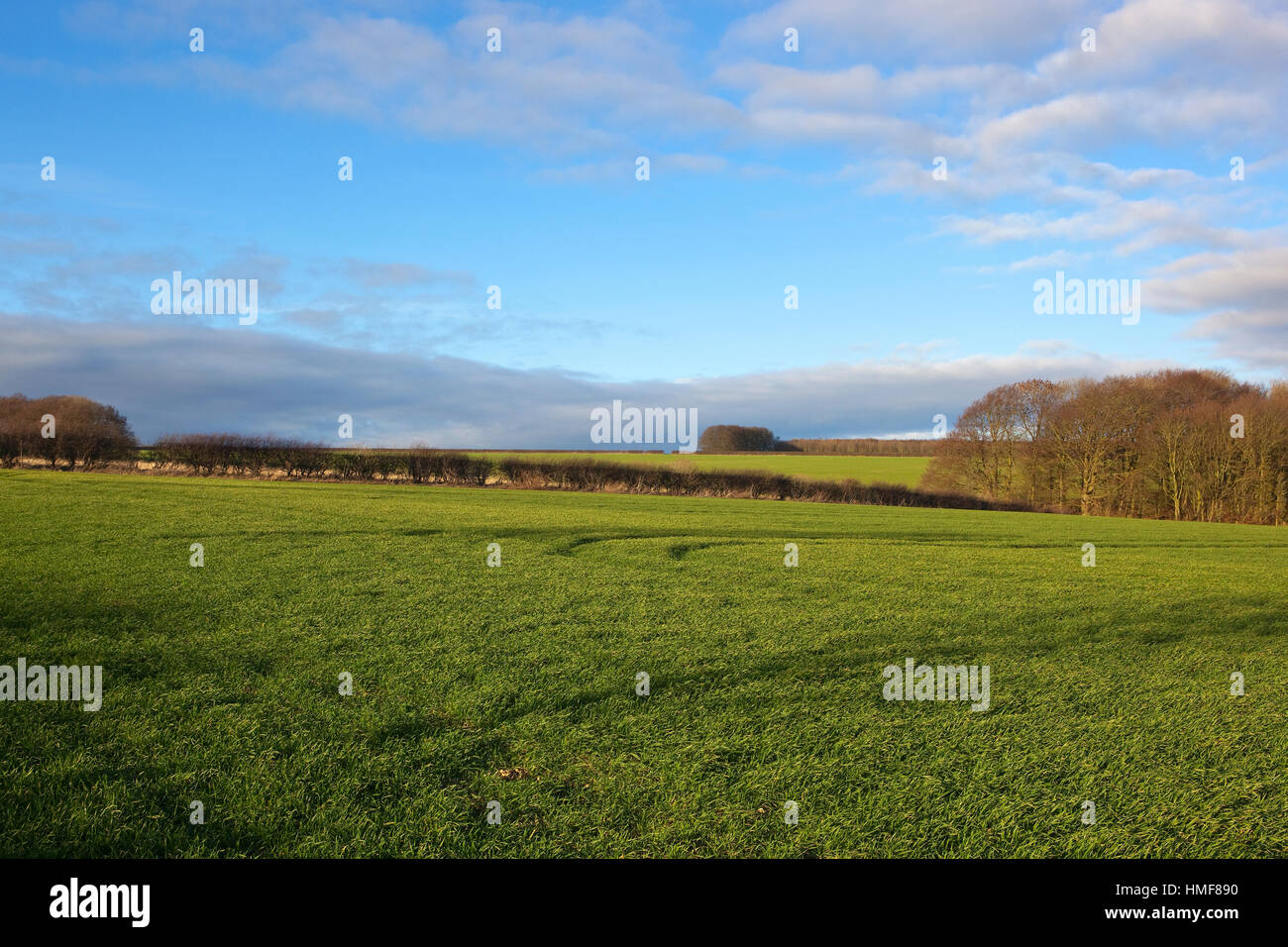 A green wheat field with hedgerows and a woodland copse in a scenic Yorkshire wolds landscape under a blue cloudy sky in winter. Stock Photo