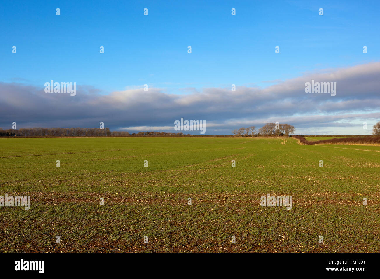 Green fields, trees and hedgerows of the scenic Yorkshire wolds landscape in winter. Stock Photo