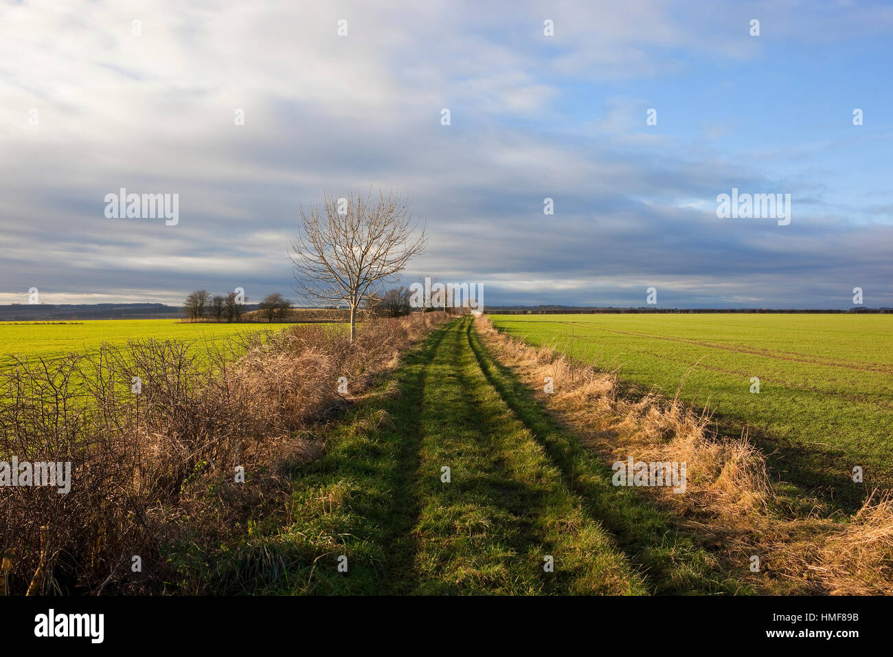 A grassy footpath between green arable fields with hedgerows and an Ash tree under a cloudy blue sky. Stock Photo