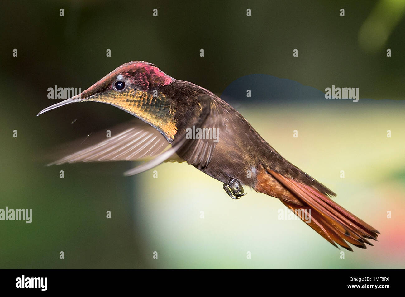 Male ruby-topaz hummingbird (Chrysolampis mosquitus) Trinidad Tobago Stock Photo