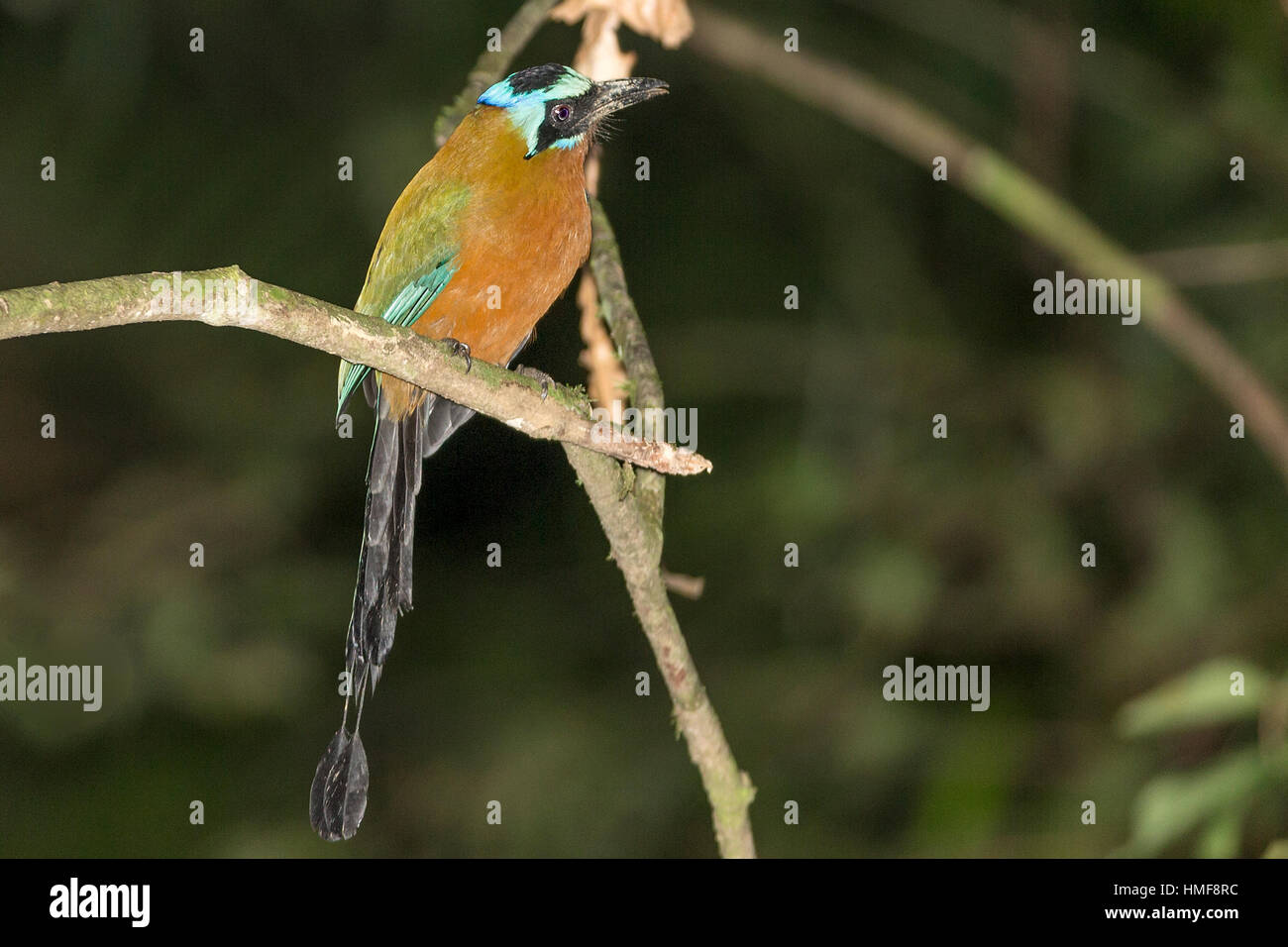 Trinidad motmot (Momotus bahamensis) Tobago Stock Photo - Alamy