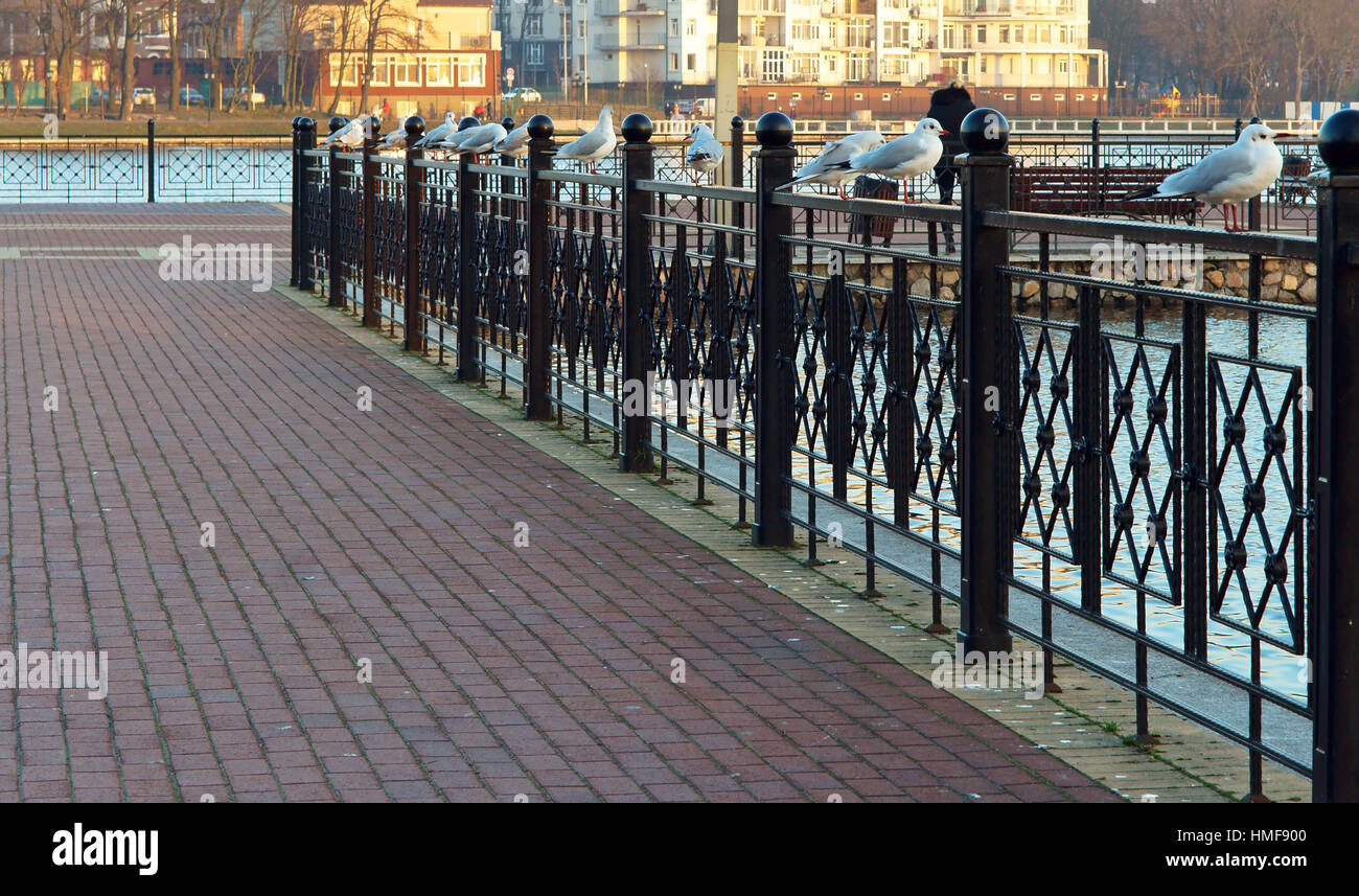 fence of wrought iron on the lake, fence the lake shore Stock Photo - Alamy