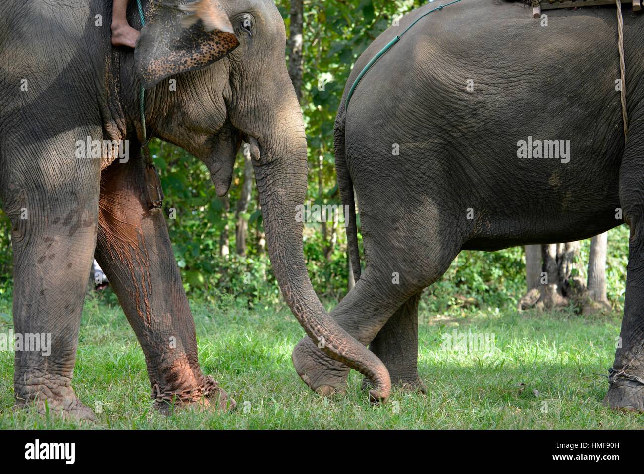 Southern asia wildlife hi-res stock photography and images - Alamy